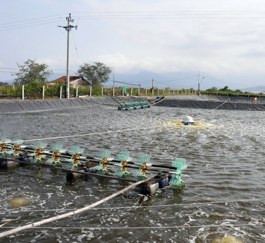 Bí Quyết Nuôi Tôm Giống Khánh Hòa Đạt Năng Suất Cao Nhất
